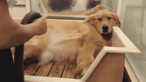 Animais Tiere Bain Gif On Gifer By Snowgrove