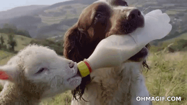 Tiere Animais Dog Gif Find On Gifer