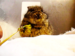 Gif Tiere Animais Animaux Animated Gif On Gifer