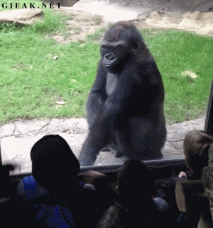 Gorilla Animales Monkey Gif Find On Gifer