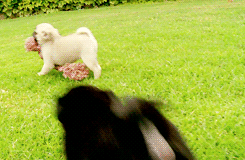 Gif Dog Toy Perrito Tiere Animated Gif On Gifer