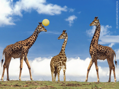 Animais Tiere Sauvage Gif Find On Gifer