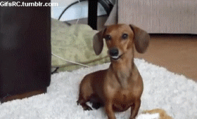Gif Dog Dog Smile Cute Dog Animated Gif On Gifer