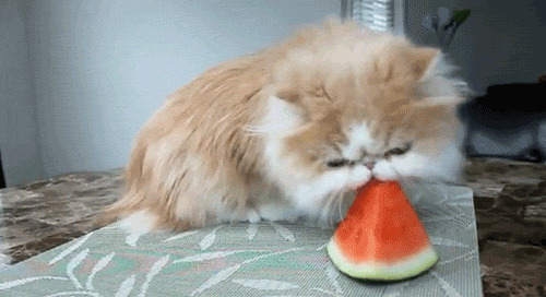 Animais Tiere Kawaii Gif Find On Gifer
