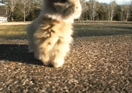 Gif Local Animales Community Animated Gif On Gifer