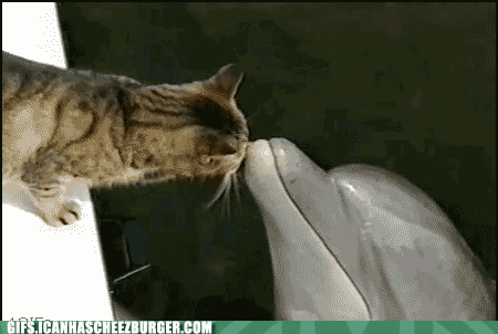 Seite Animais Animaux Gif On Gifer By Spellseeker