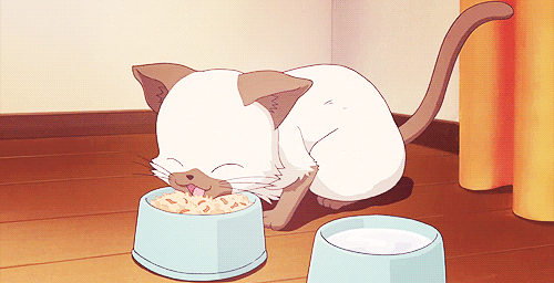 Gata Gatos Anime Gif Find On Gifer