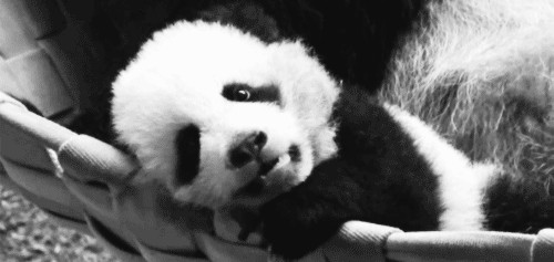 Animales Nino Panda Gif En Gifer De Nilsa