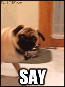 pix Funny Dog Face Gif gifer
