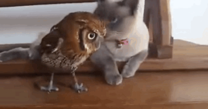 Funny Gifs Owl Gif Vsgif Com
