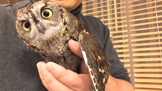 Funny Gifs Owls Head Ny Gif Vsgif Com
