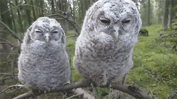 Funny Gifs Baby Gif Vsgif Com