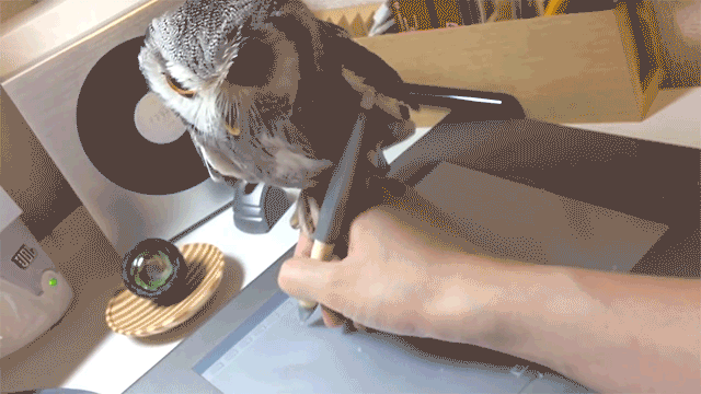 Funny Gifs Owl Gif Vsgif Com