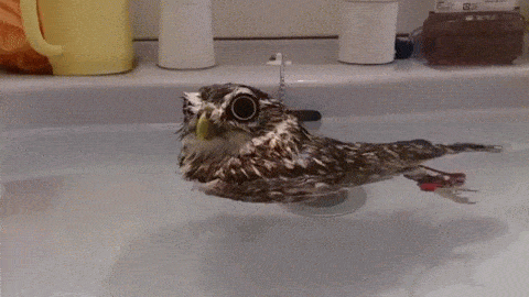 Funny Gifs Owls Gif Vsgif Com