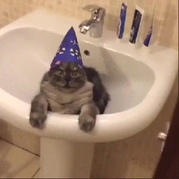 Funny Gifs Happy Birthday Cat Gif Vsgif Com