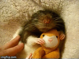 Funny Gifs Cute Animal Gif Vsgif Com