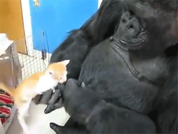 Funny Gifs Animal Friendship Gif Vsgif Com