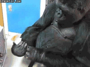 Funny Gifs Gorilla Gif Vsgif Com
