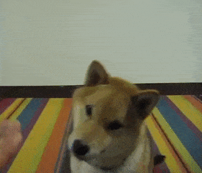Gif Saludando Saluda Perro Gif Animado En Gifer De Keralhala