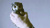 Burrowing Owl Gifs Get The Best Gif On Gifer