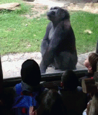 Gorilla Captado En Elzoo Gifs Get The Best Gif On Gifer