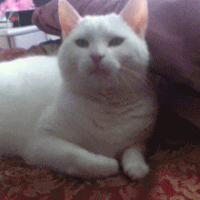 Cute White Cat Gifs Get The Best Gif On Gifer