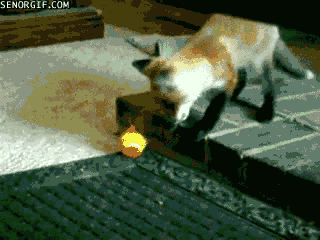 Fox Critter Tiere Gif On Gifer By Kazikree