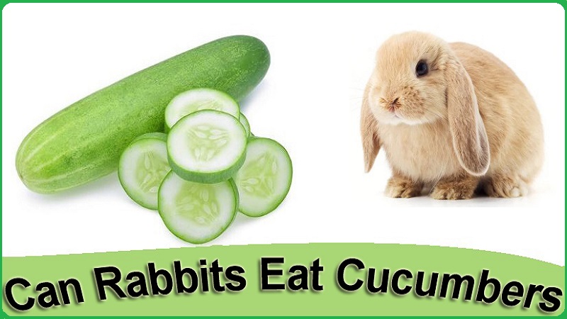 Can Rabbits Eat Cucumbers