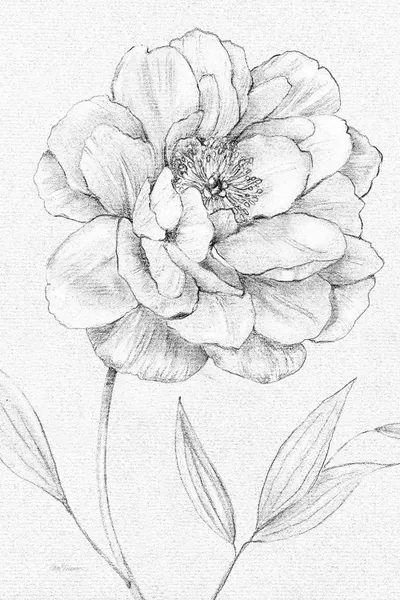 100% pure linen materials that are naturally soft and are available in both plain and designs prints. Peony Sketch Canvas Artwork By Carol Robinson Icanvas