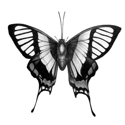 butterfly wings canvas print by ella mazur icanvas