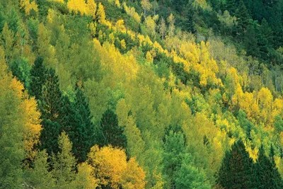 Aspen grove solutions waives subscription fees to support our community. Quaking Aspen Grove In Fall Colors Canvas Art Print Tim Fitzharris
