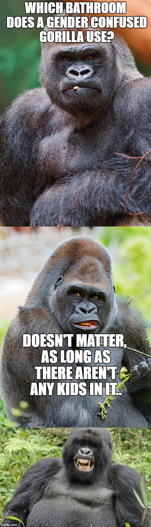 Bad Pun Gorilla Memes Gifs Imgflip
