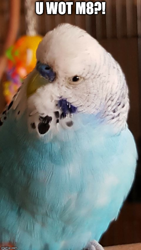 With tenor, maker of gif keyboard, add popular healthy eating meme animated gifs to your conversations. budgie Memes & GIFs - Imgflip