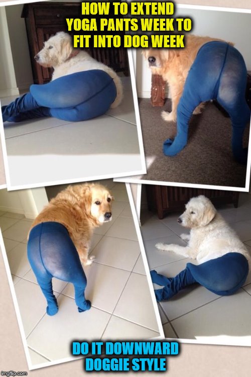 Man's best friend has a funny way of communicating sometimes, but almost everything your dog does has meaning. Dog Damn It Hot Weeks Mixed Again Imgflip