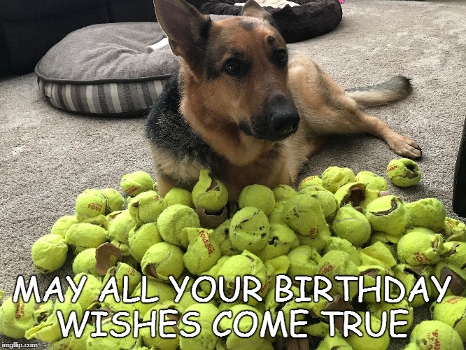 The story's a sweet reminder of the bonds that can be forged between animals … Happy Birthday From The Dog Imgflip