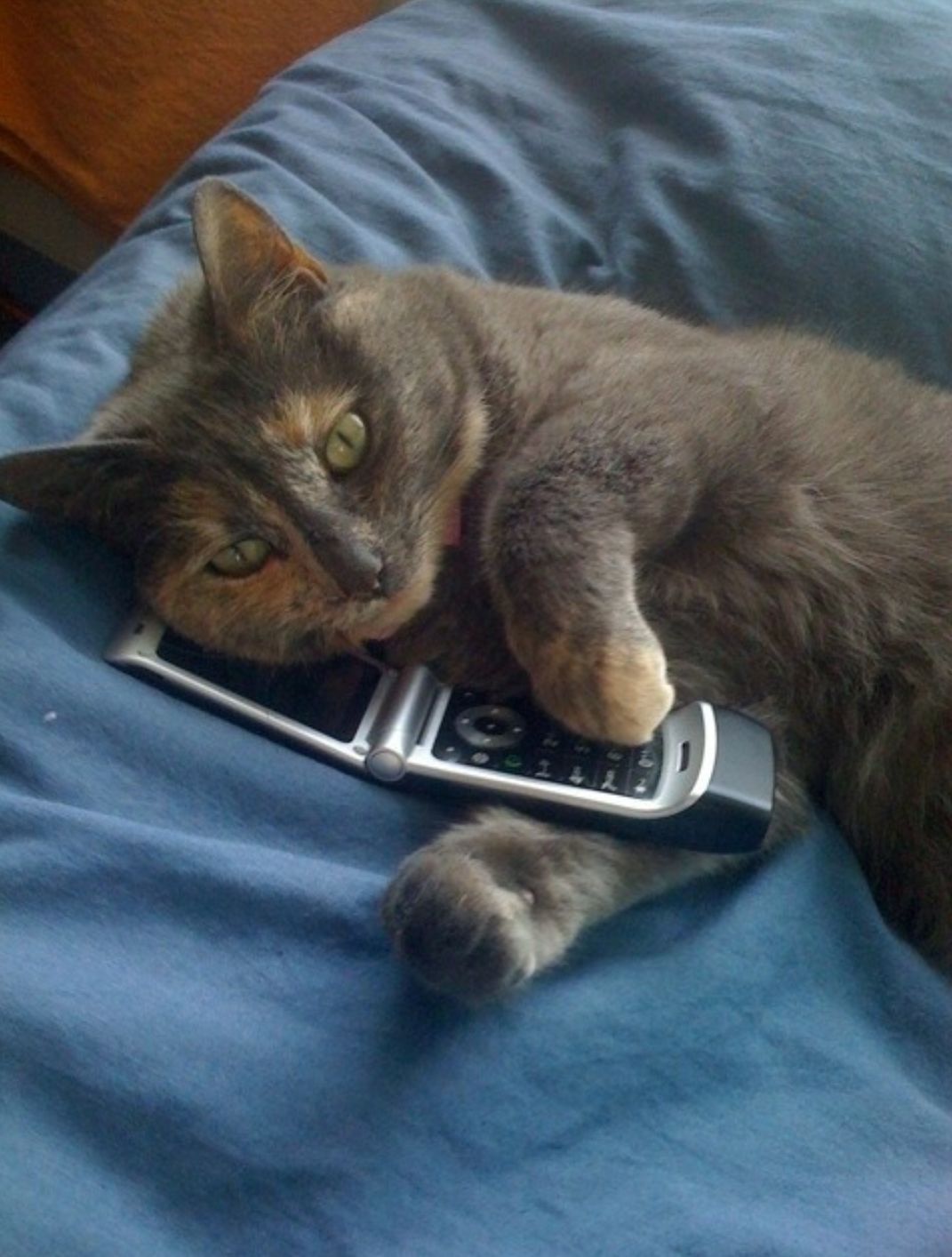 Some tools are free to use while others may charge a nominal fee. "cat" Meme Templates - Imgflip