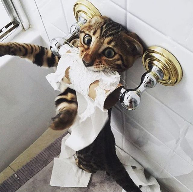 Cats › toilet paper memes & gifs. Meme Template Search - Imgflip