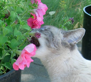 Think you know your cat? Cat Eating Flowers Meme Generator Imgflip