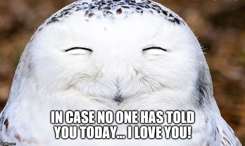 Laughing Owl Memes Gifs Imgflip