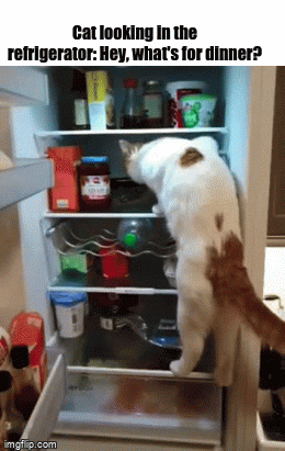 Lg refrigerator error code er if & lg refrigerator error code er 1f. Cat looking in the refrigerator - Imgflip