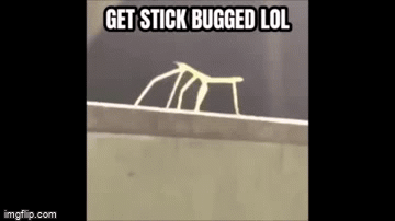 The stick bug internet sensation . GET STICK BUGGED LOL - Imgflip