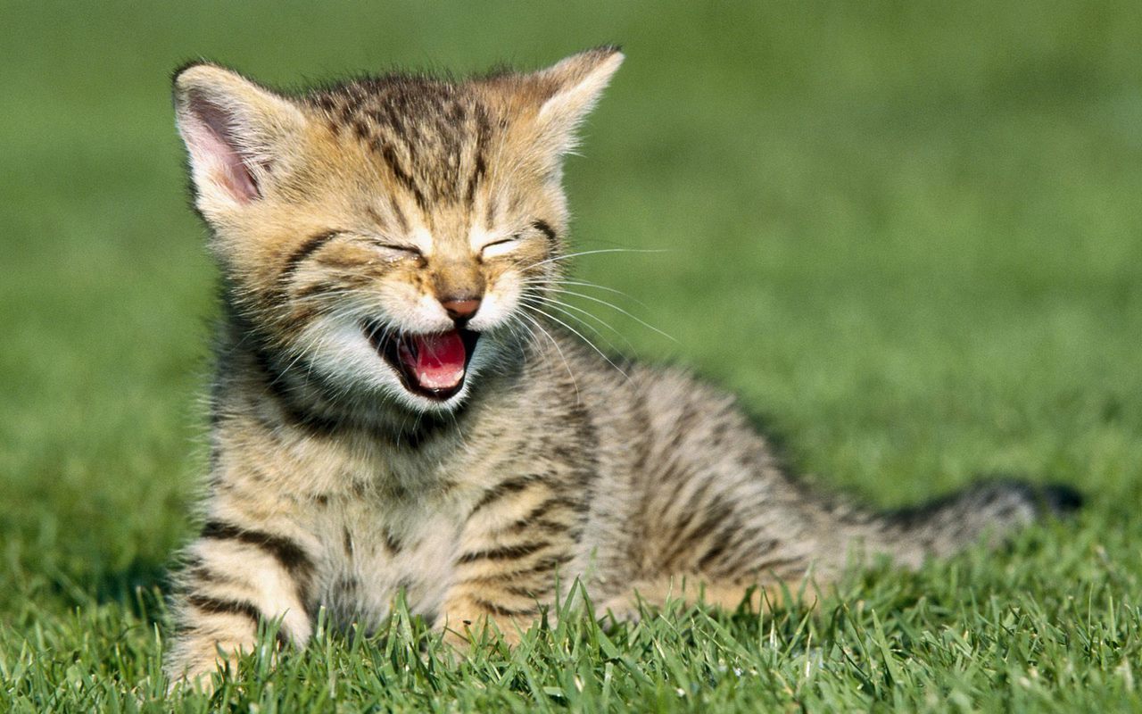 Getty images, rd.com the night … Laughing Cat Blank Template Imgflip