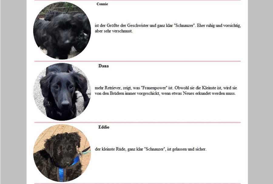 02644 / 80 85 55. Http Www Tiere Suchen Ein Zuhause De
