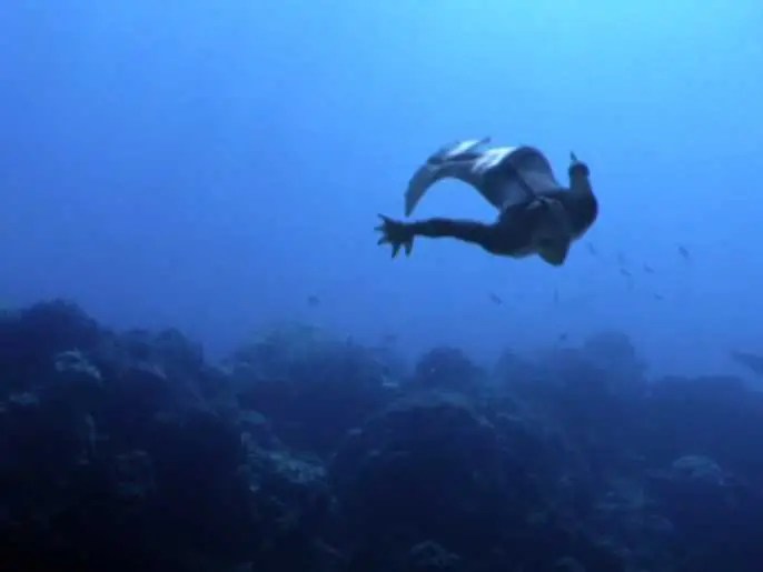 Mermaids appear in the folklore of many cultures worldwide, including europe, asia, and africa. Animal Planet S Mermaids Mockumentary