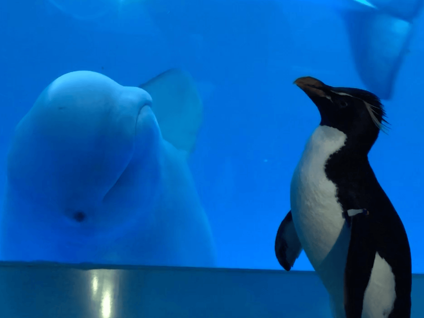 Adorable baby penguins at the shedd aquarium take their first swim in new videos. The penguins who were let loose in a Chicago aquarium met Beluga whales, and it's hard to tell