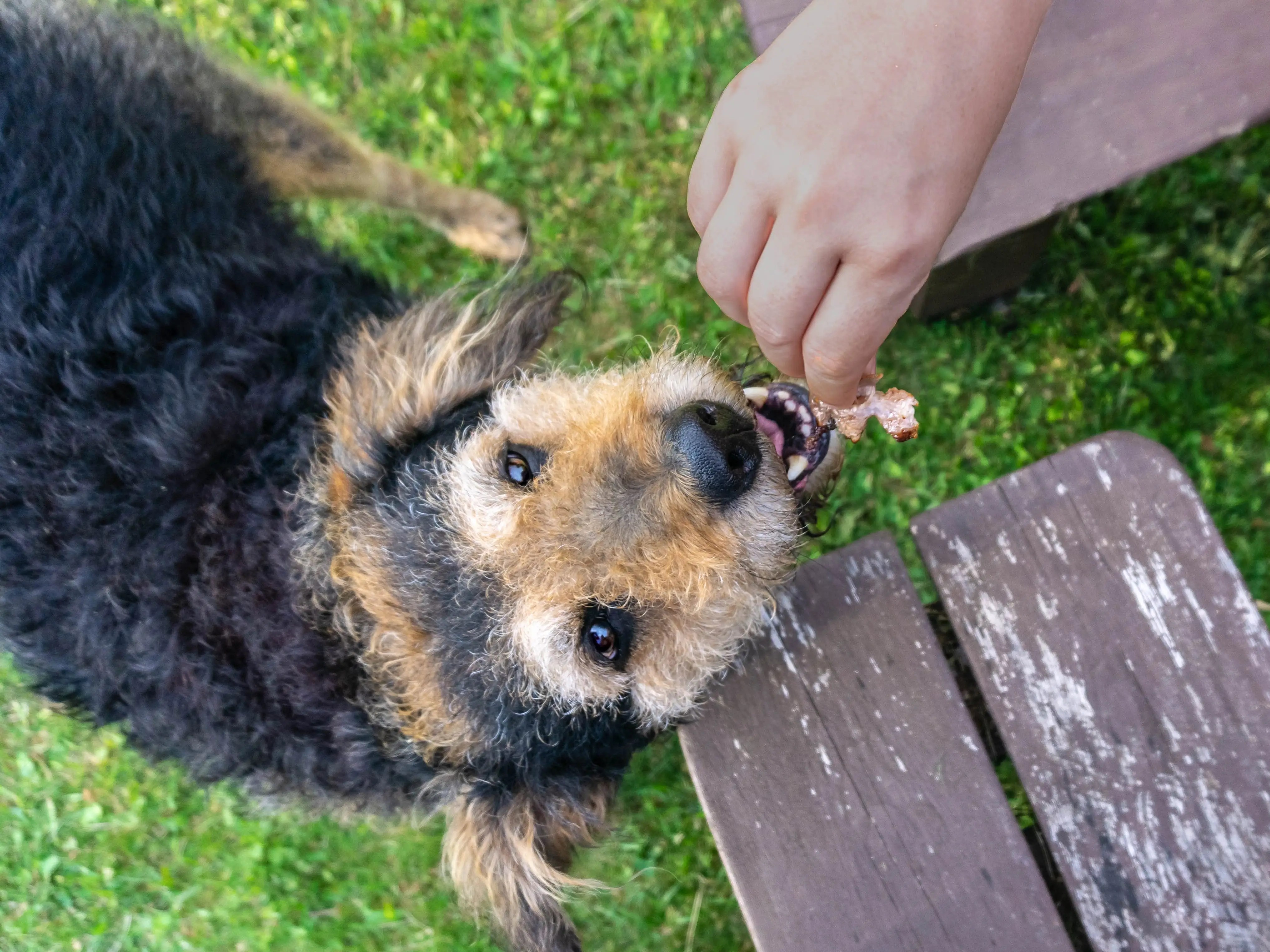 The first on our list of best human food for dogs is peanut butter. Human Foods That Are Safe To Feed Your Dog Like Eggs And Apples