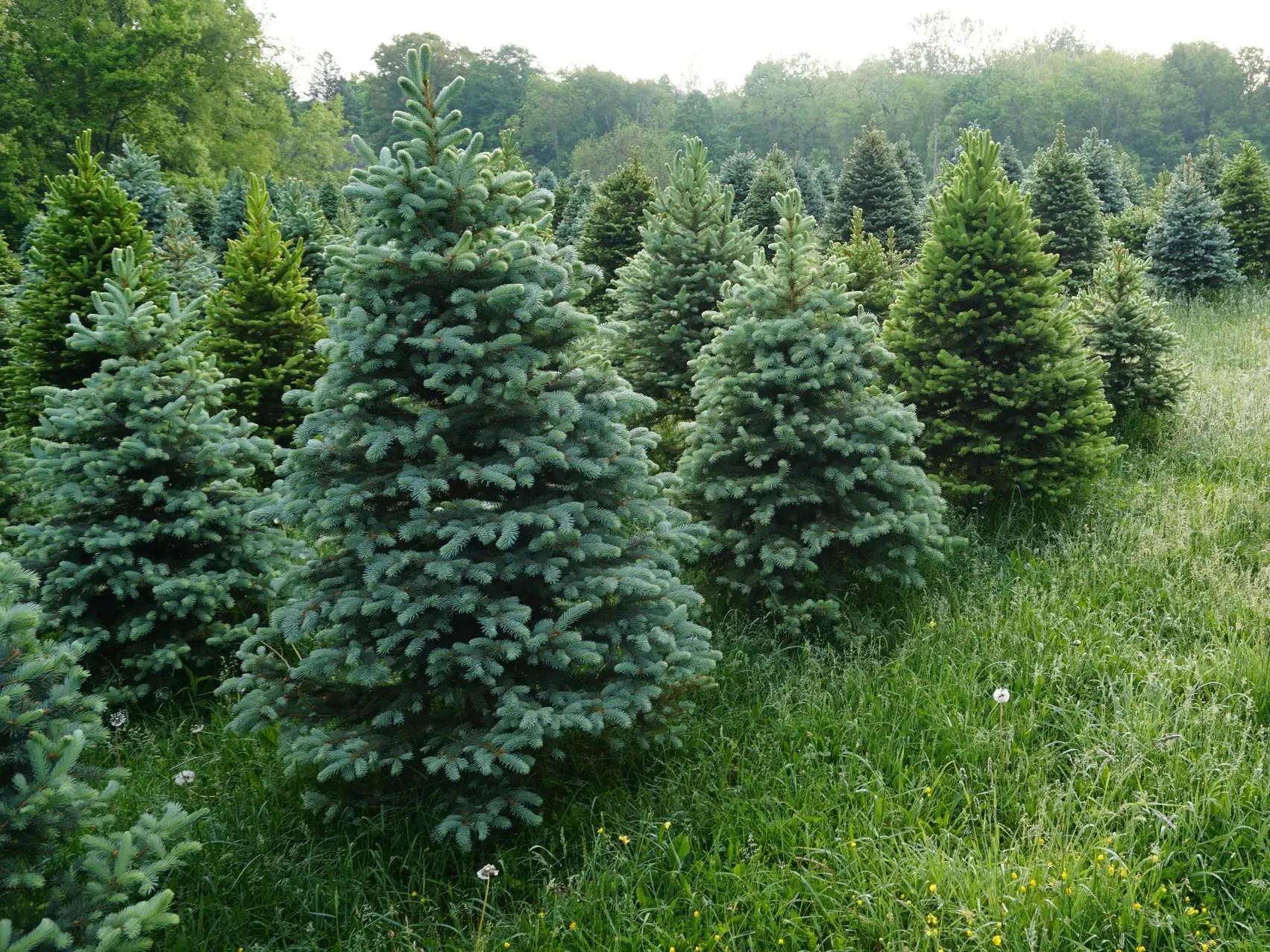 Find your prettiest tree yet at one of these 32 christmas tree farms near you at locations across the country, from california to new jersey and beyond. Live Christmas Trees In The Us Are At Risk Due To The Climate Crisis