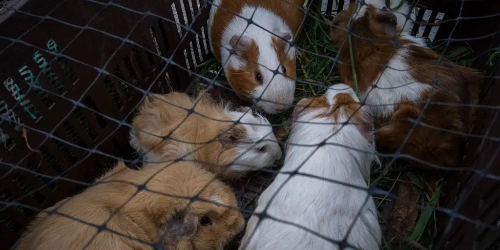 New York City may ban pet stores from selling guinea pigs New York News