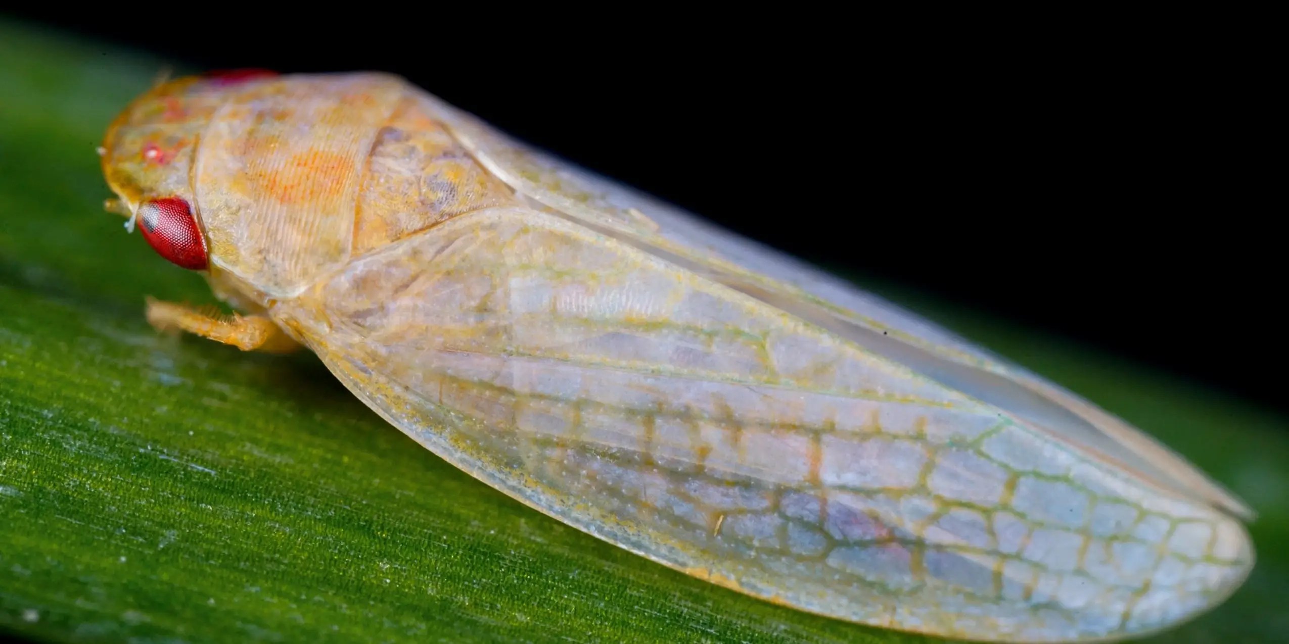 Sony PlayStation 5 Pro is coming with better GPU, more memory bandwidth