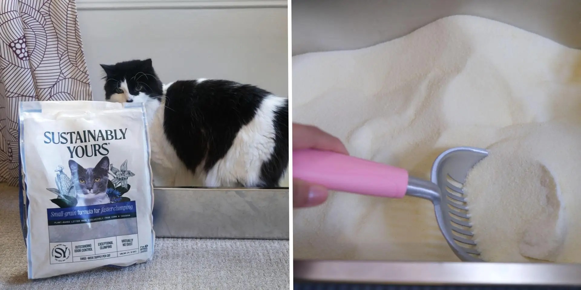 The 5 Best Natural Cat Litters in 2025, Tested and Reviewed